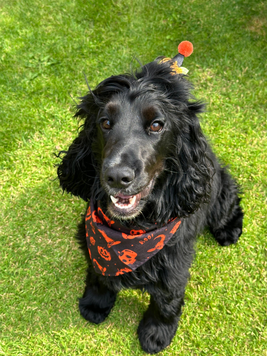 Boo Boxes: The Perfect Autumn Treat for Your Pet