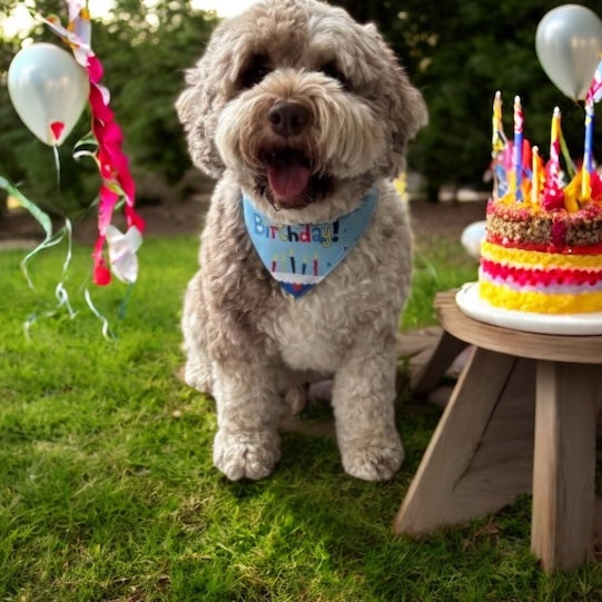 Celebrate Your Pup in Style with Our New Build-A-Box Birthday Boxes!