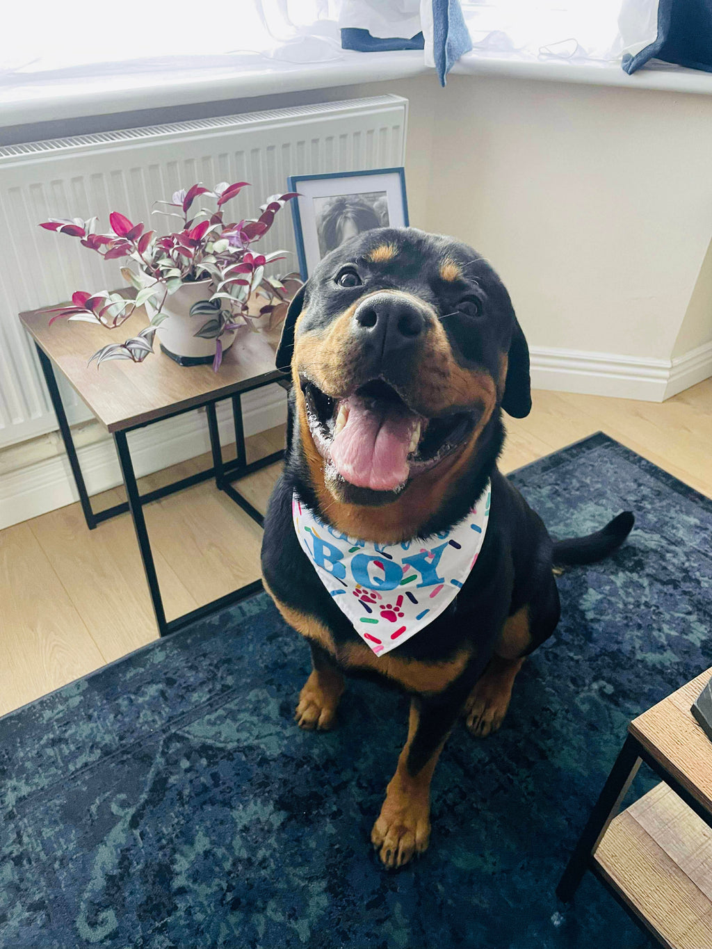 Dog Cupcake Birthday Edition with treats, soft cupcake toy, bone and bandana