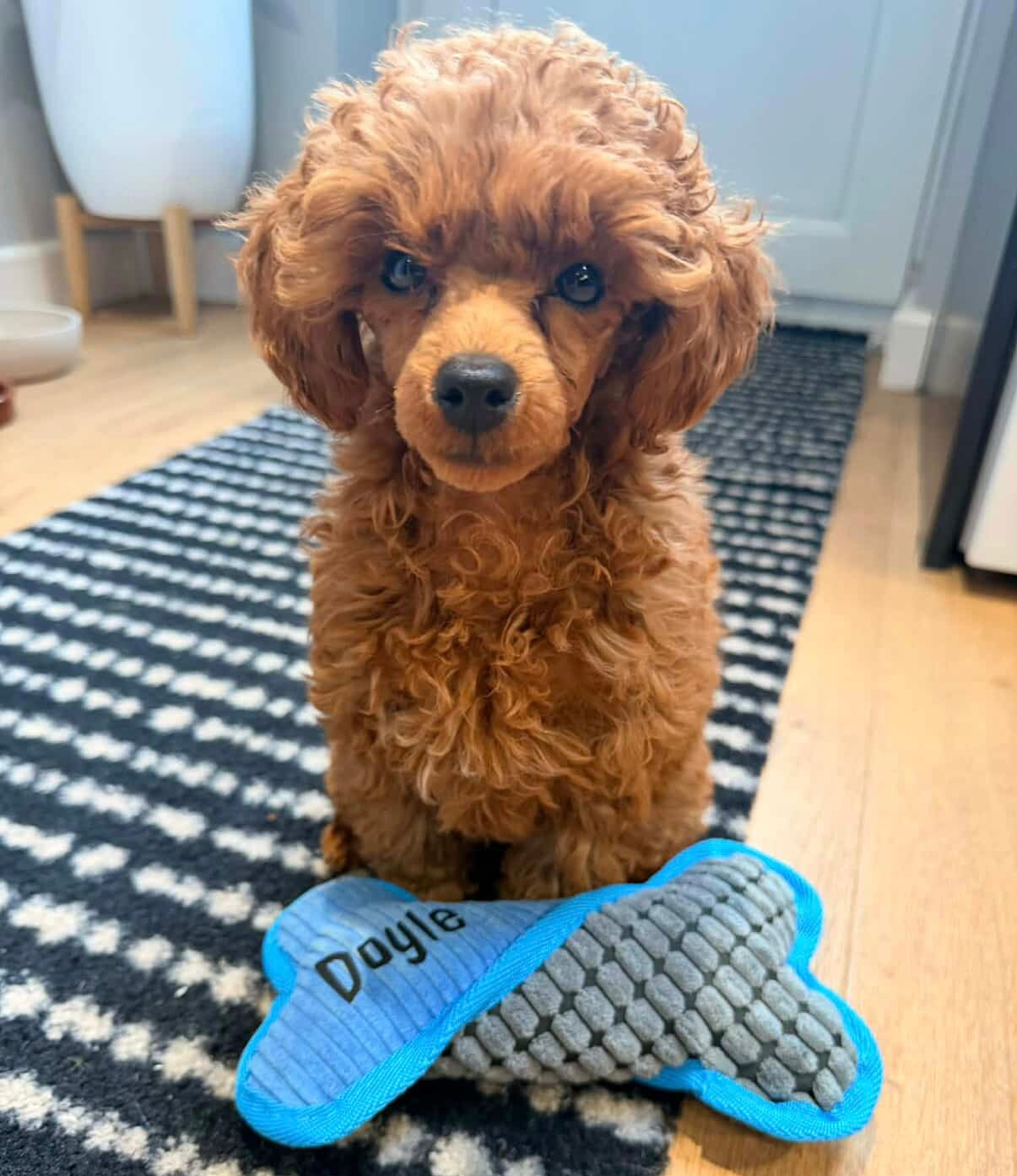 Personalised squeaky bone dog toy
