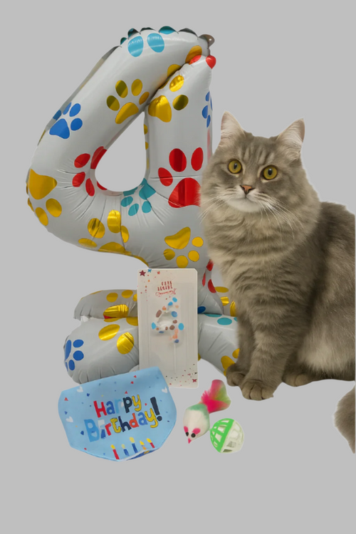 Cat Birthday Surprise with balloon, candle, toys and bandana