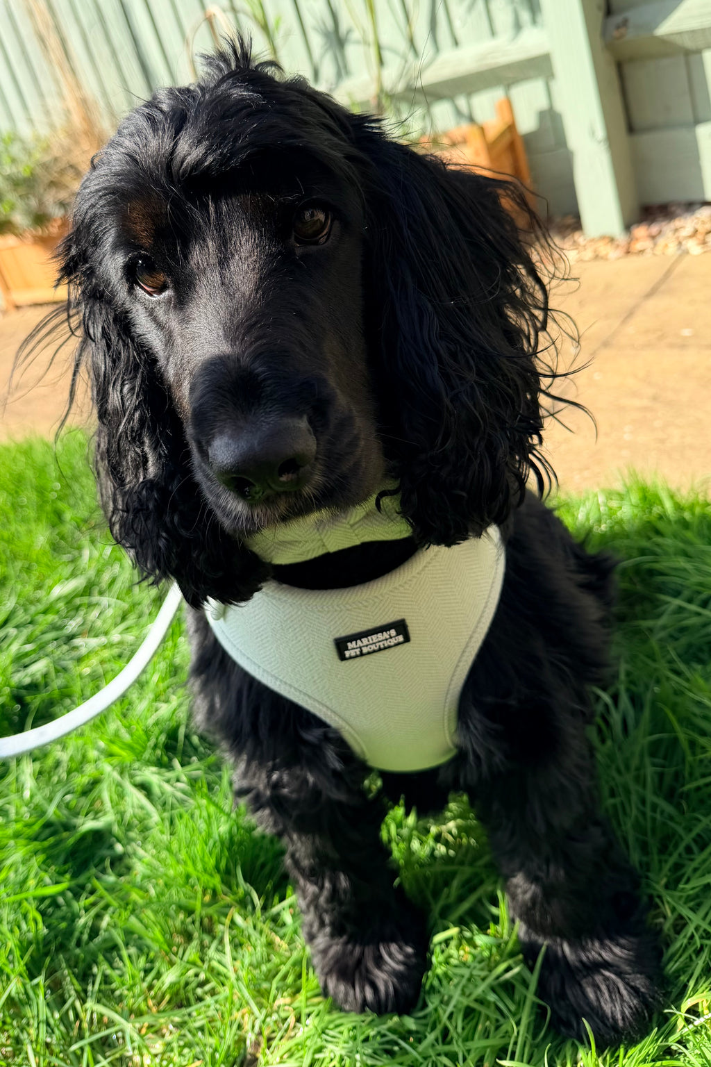 The Velmora Harness