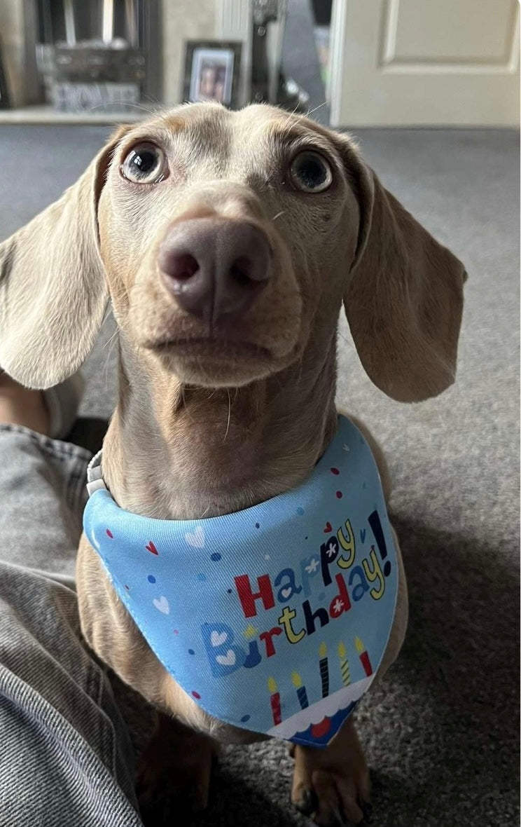 Dog Birthday Surprise with balloon, number candle, soft toy, ball and bandana