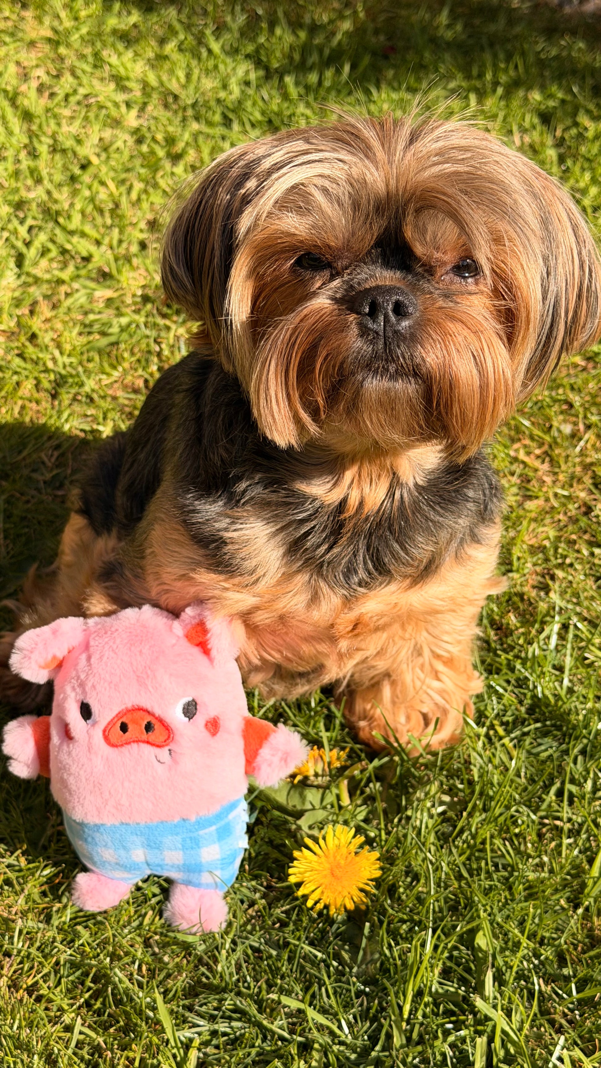 Personalised Plush Dog Toy - Summer Pig