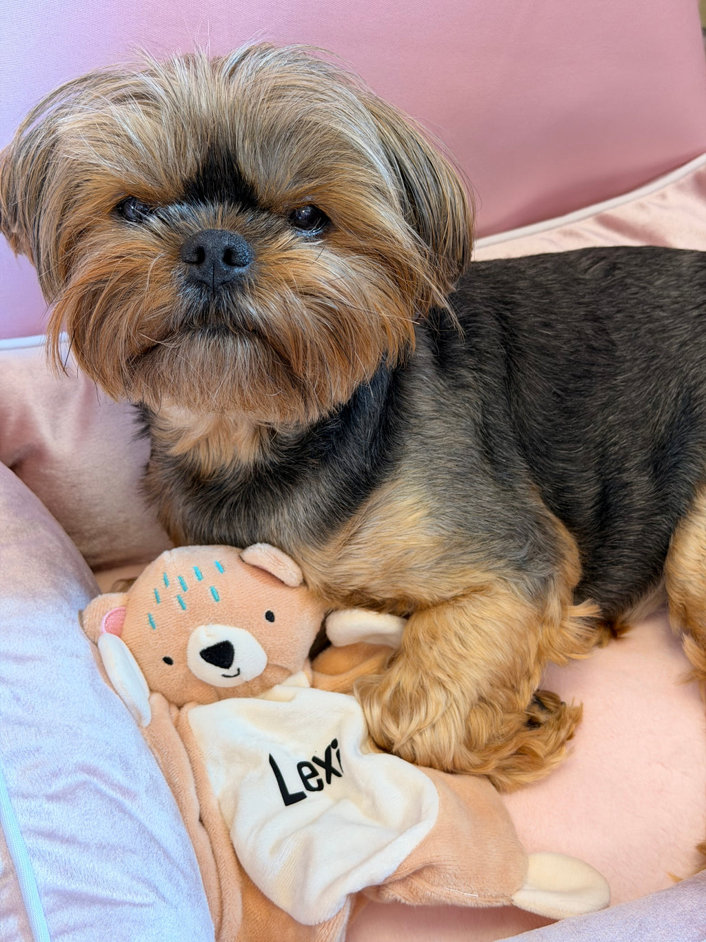 Personalised bear for puppies l squeak and crinkle toy