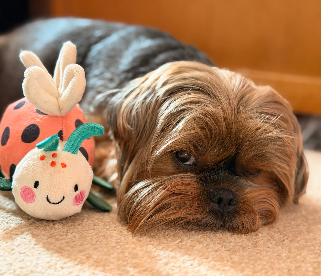 Personalised Ladybird Dog Toy – Custom Embroidered Name Plush Squeaky Toy