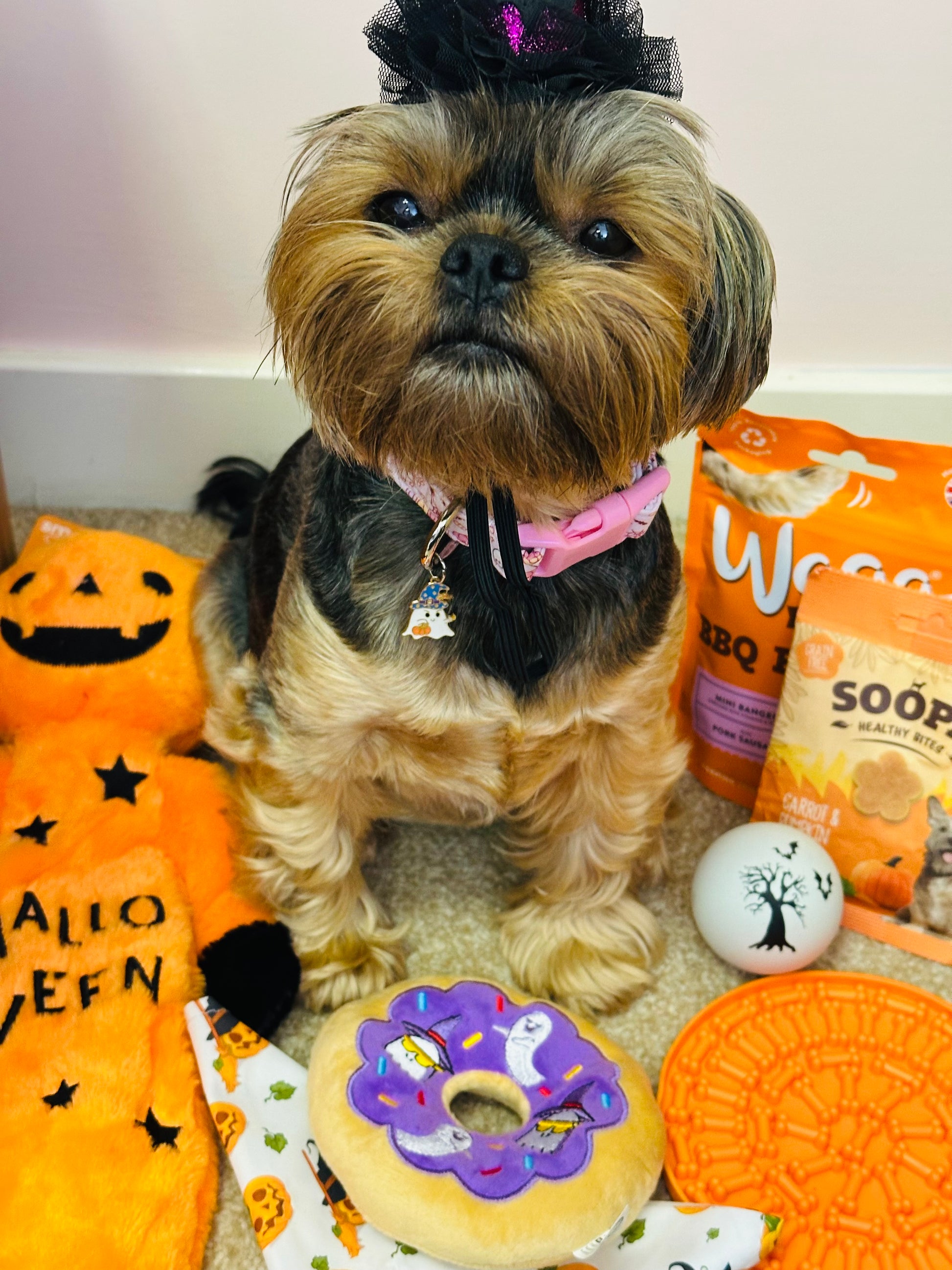 Dog Halloween Boo Box with selection of toys, treats, bandana, hat and collar